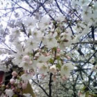 sakura.jpg